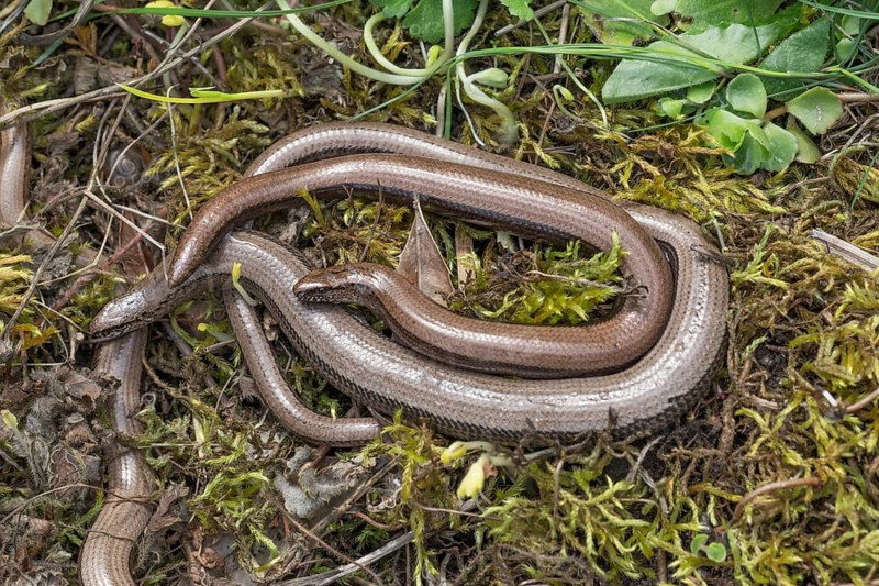 Several slow worms (Anguis fragilis) are intertwined and lying on mossy ground, Baden-WÃ¼rttemberg, Germany