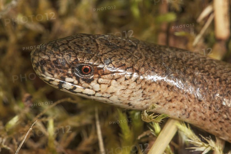 Close-up of the head of a slow worm (Anguis fragilis) with detailed scales and a red eye, Baden-WÃ¼rttemberg, Germany