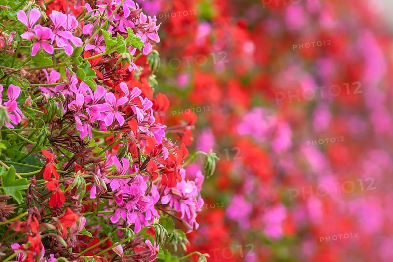 Red and pink hanging geraniums, pelargoniums, Brittany, France