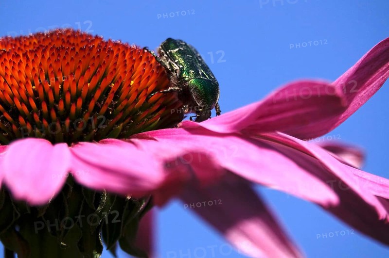 Rose chafer on the flower of a coneflower, macro photography, Germany