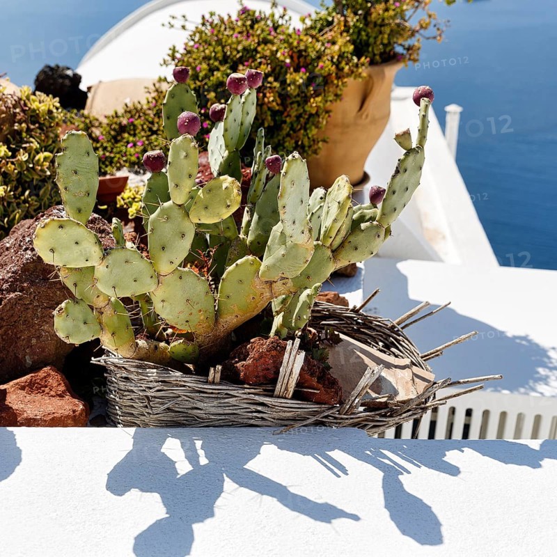 Flower pot, Opuntia on the roof of a house, Firostefani, Santorini, Greece
