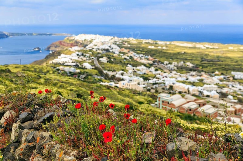 Coastline with view of the village of Oia, poppy (Papaver) on hiking trail from Fira to Oia, Thira, Santorini, Cyclades, Greece