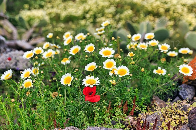 Crowned poppy (Glebionis coronaria), daisy flower and poppy (Papaver) on the hiking trail from Fira to Oia, Thira, Santorini, Cyclades, Greececoronaria)
