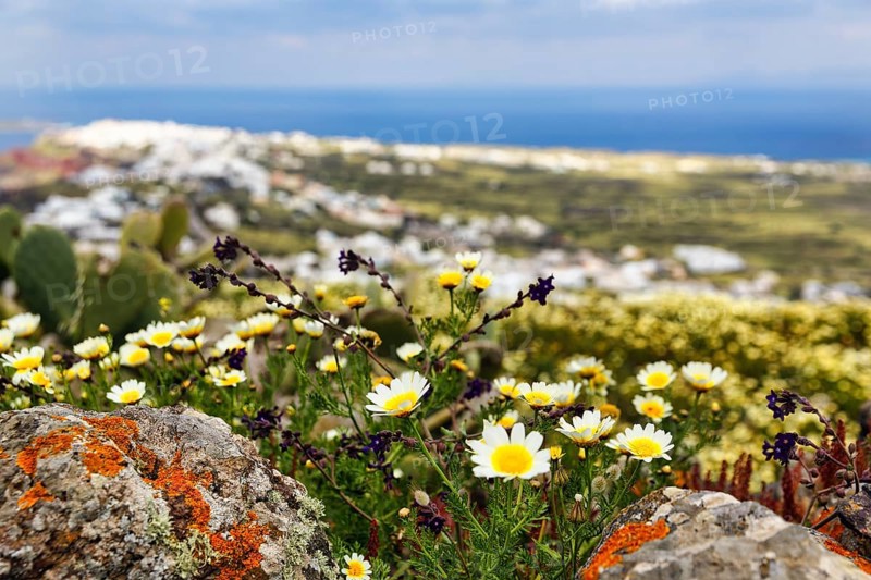 Glebionis coronaria, daisy flower and ferruginous volcanic rock, Oia, Thira, Santorini, Cyclades, Greececoronaria)