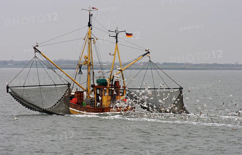 Crab cutter, seagulls, North Sea, fishing trip, East Frisia, Lower Saxony, Germany, North Sea prawns are caught with special fishing vessels from the North Sea