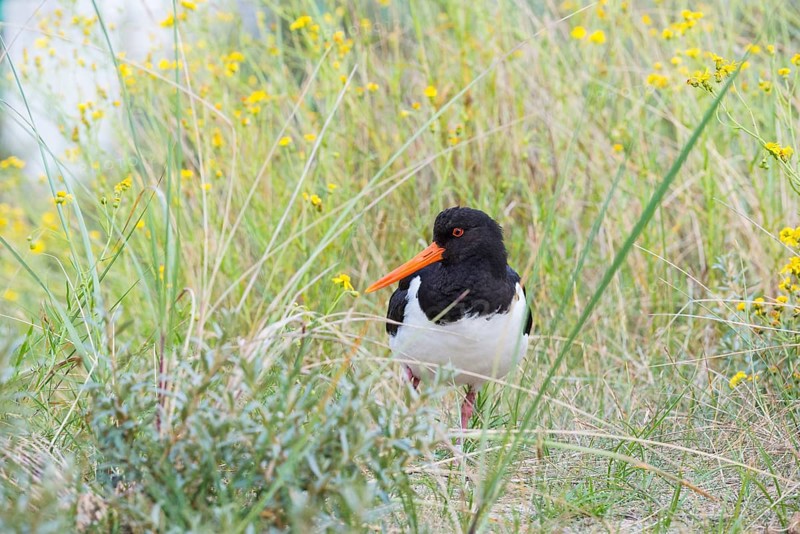 An African oystercatcher (Haematopus ostralegus) with long red beak, red eyes and black and white plumage, standing on one leg on an overgrown dune, grasses and yellow flowering Senecio inaequidens (Senecio inaequidens), close-up, portrait, portrait, looking into the camera, maritime, sea, seabird, wading bird, waders, limicoles, balancing, balance, island dune, Helgoland, Schleswig-Holstein, North Sea, Germany