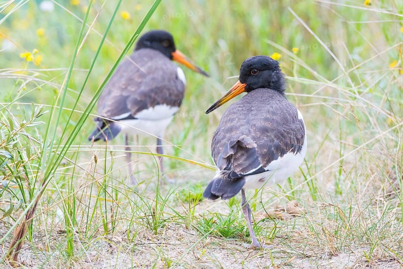 Two young African oystercatchers (Haematopus ostralegus), juvenile, with long red and black beak, red eyes and black and white plumage, standing on an overgrown dune, grasses and yellow flowering Senecio inaequidens (Senecio inaequidens), close-up, portrait, portrait, looking into the camera, one stands on one leg, maritime, sea, seabird, wader, waders, limicoles, balancing, balance, island dune, Heligoland, Schleswig-Holstein, North Sea, Germany
