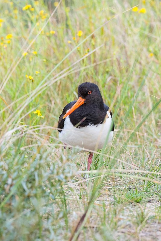 An African oystercatcher (Haematopus ostralegus) with long red beak, red eyes and black and white plumage, standing on one leg on an overgrown dune, grasses and yellow flowering Senecio inaequidens (Senecio inaequidens), close-up, portrait, portrait, looking into the camera, maritime, sea, seabird, wading bird, waders, limicoles, balancing, balance, island dune, Helgoland, Schleswig-Holstein, North Sea, Germany