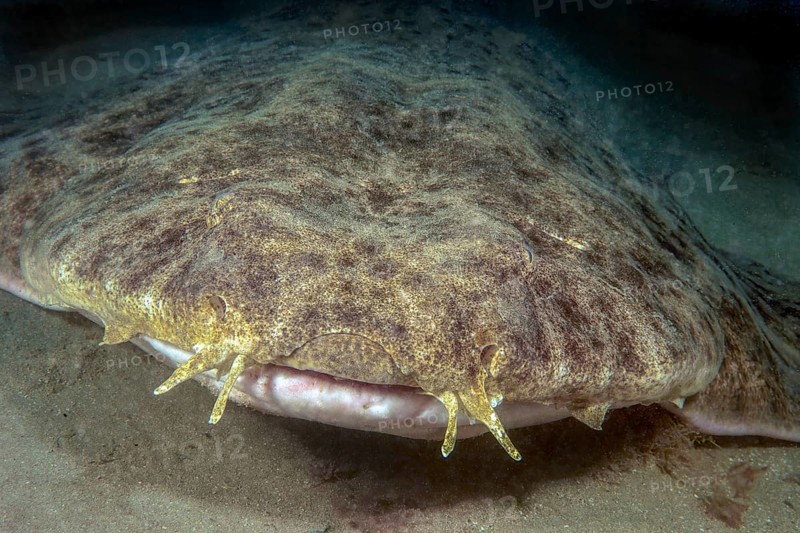 Close-up of angel shark head with clearly visible whiskers palpation organs taste organs on top of mouth, East Atlantic, Caleta de Fuste, Fuerteventura, Canary Islands, Canary Islands, Spain