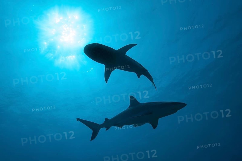 Backlit photograph with silhouette of two sharks (Cargachrhinus) swimming under the sea surface above sun shining through water surface, tropical seas, Indian Ocean, Indo-Pacific, Pacific Ocean