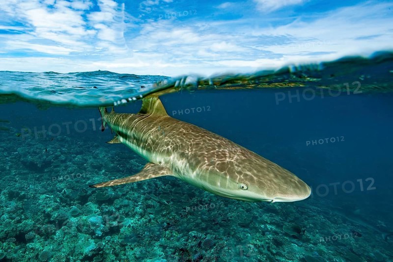 Split shot, half-and-half shot, split shot, photo half above water half underwater of blacktip reef shark (Carcharhinus melanopterus) swimming over coral reef on edge of up to 8850 m deep Yap Trench close to viewer, Pacific Ocean, Yap Island, Yap State, Caroline Islands, FSM, Federated States of Micronesia, Australia, Oceania