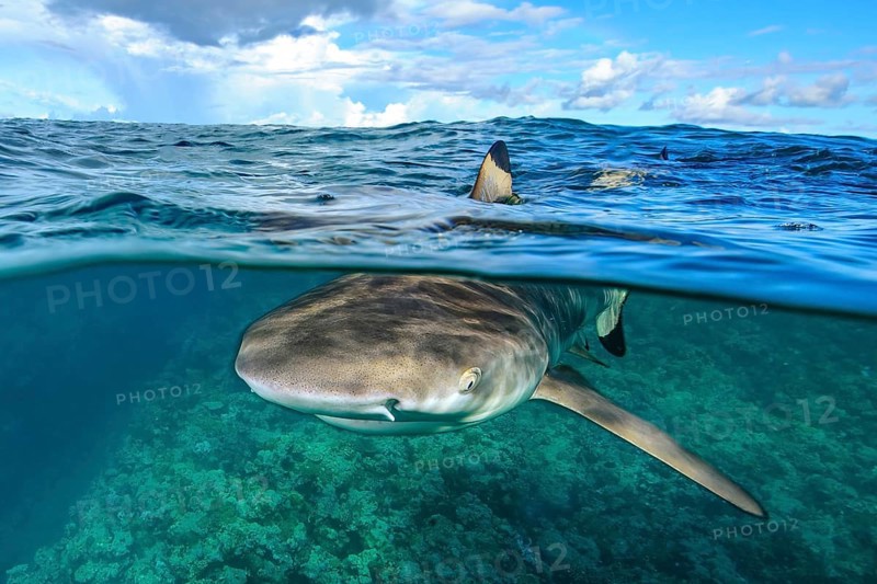 Split shot half-and-half shot split shot, photo half above water half underwater with typical impression of shark fin fin of shark Shark fin can be seen on water surface, blacktip reef shark (Carcharhinus melanopterus) Blacktip reef shark swims below sea surface towards viewer, below reef top of tropical coral reef at the edge of up to 8850 m deep Yap Trench, Pacific Ocean, Yap Island, Yap State, Caroline Islands, FSM, Federated States of Micronesia, Australia, Oceania