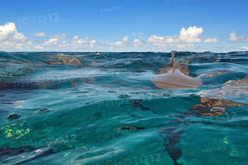 Image at water surface of mock attack of Grey reef shark (Carcharhinus amblyrhynchos) Grey reef shark swimming fast with fin shark fin over sea surface towards viewer, tropical seas, Indian Ocean, Indo-Pacific, Pacific Ocean