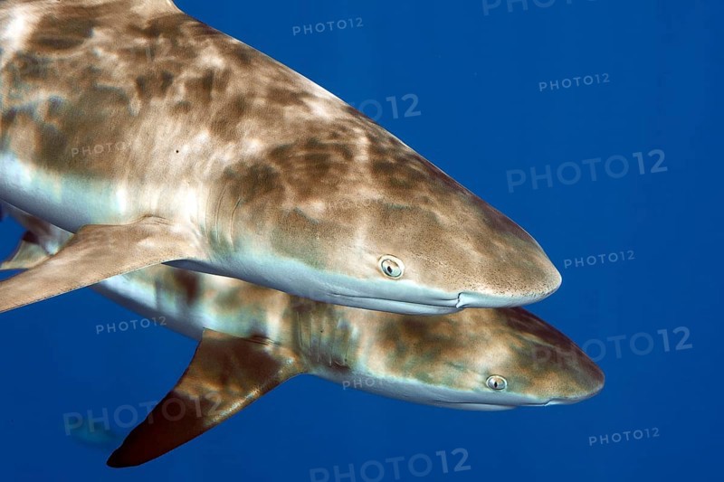 Close-up of head front body front body of pair of Grey reef sharks (Carcharhinus amblyrhynchos) two Grey reef sharks swim close under sea surface in blue sea, sun casts pattern through water surface on shark skin, tropical seas, Indian Ocean, Indo-Pacific, Pacific Ocean