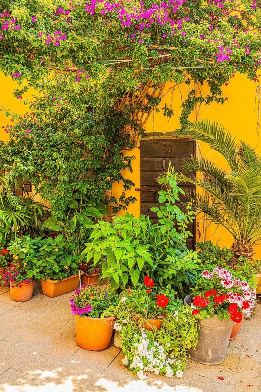 Courtyard decorated with flower pots, Capoliveri, Elba Island, Tuscan Archipelago National Park, Tuscany, Italy