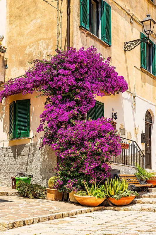 Purple flowering bougainvillea bush on the corner of a house in Piazza A Gramsci, Portoferraio, Elba Island, Tuscan Archipelago National Park, Tuscany, Italy