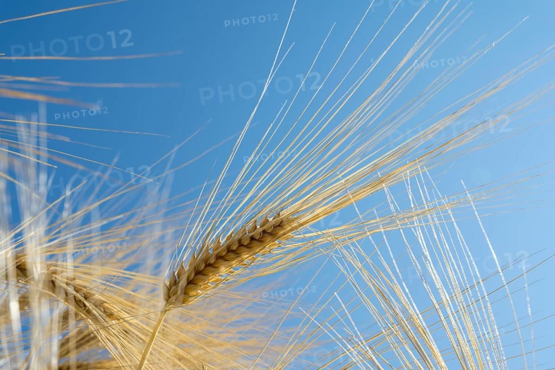 Close-up of a barley ear (Hordeum vulgare), frog perspective, North Rhine-Westphalia, Germany