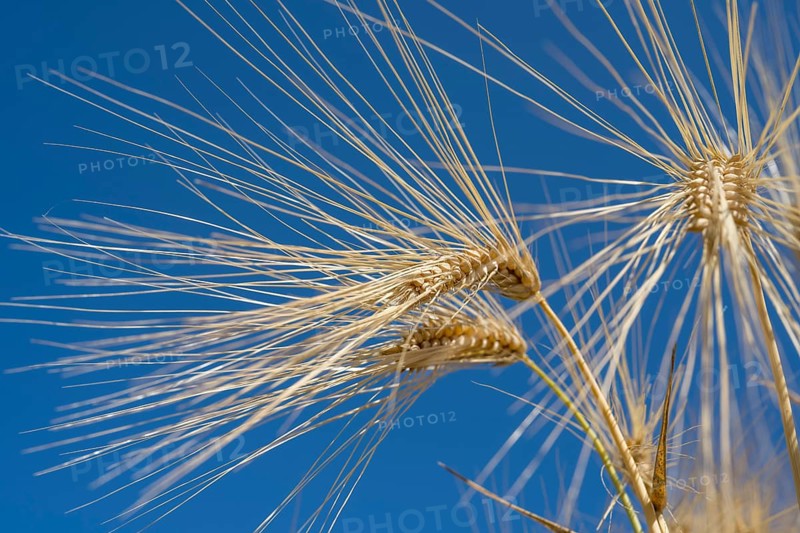 Close-up of a barley ear (Hordeum vulgare), frog perspective, North Rhine-Westphalia, Germany