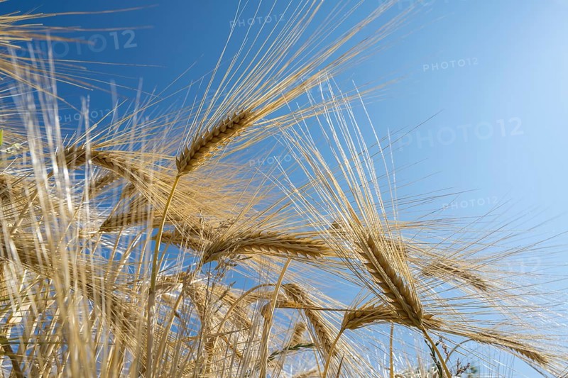 Close-up of a barley ear (Hordeum vulgare), frog perspective, North Rhine-Westphalia, Germany