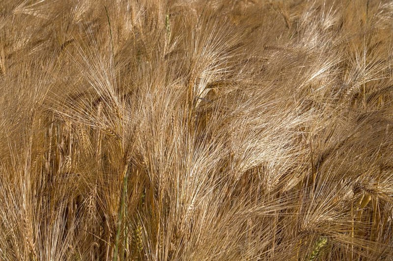 Barley field (Hordeum vulgare), background image, North Rhine-Westphalia, Germany