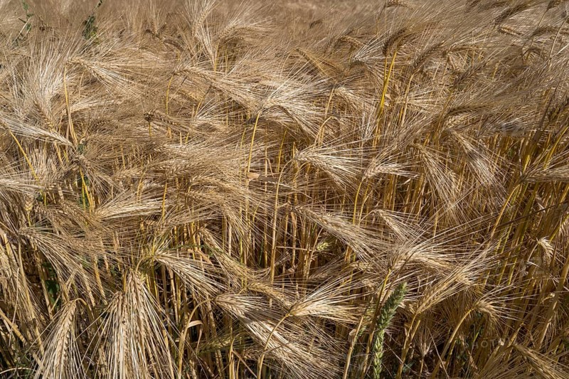 Barley field (Hordeum vulgare), background image, North Rhine-Westphalia, Germany