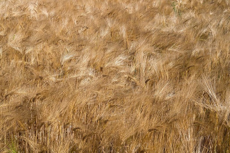 Barley field (Hordeum vulgare), background image, North Rhine-Westphalia, Germany
