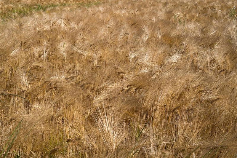 Barley field (Hordeum vulgare), background image, North Rhine-Westphalia, Germany