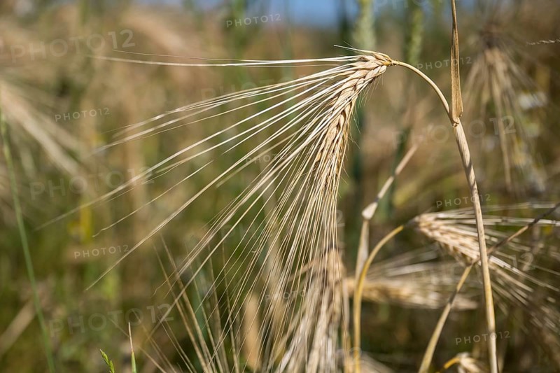 Ear of barley (Hordeum vulgare) in a barley field, North Rhine-Westphalia, Germany