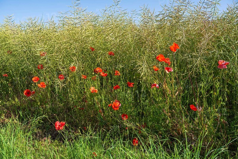 Flowering poppy (Papaver rhoeas) in front of a faded rape field, North Rhine-Westphalia, Germany
