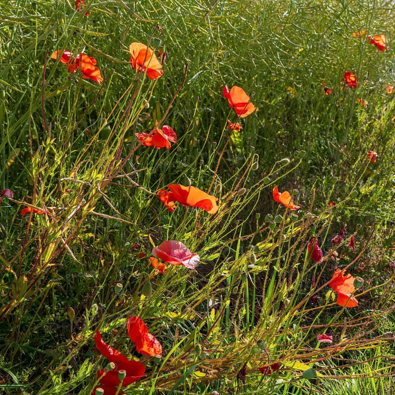 Flowering poppy (Papaver rhoeas) in front of a faded rape field, North Rhine-Westphalia, Germany