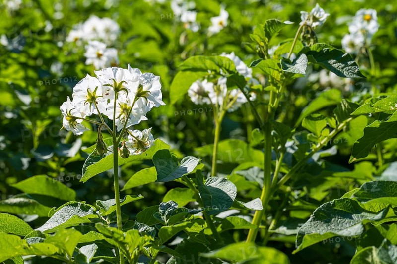 Field with flowering potato plants (Solanum tuberosum), North Rhine-Westphalia, Germany