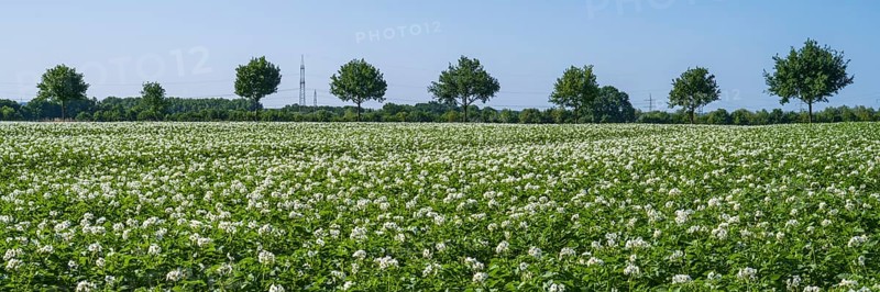 Field with flowering potato plants (Solanum tuberosum), Kamen, North Rhine-Westphalia, Germany