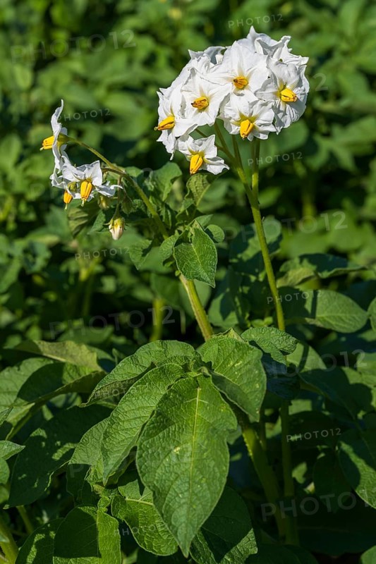 Flowering potato plant (Solanum tuberosum) in a potato field, North Rhine-Westphalia, Germany
