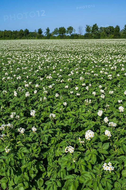 Field with flowering potato plants (Solanum tuberosum), Kamen, North Rhine-Westphalia, Germany