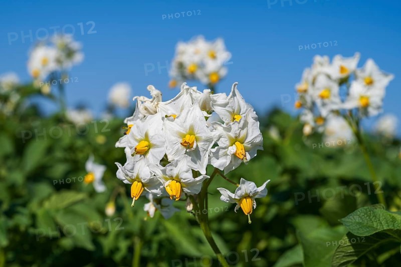 Flowering potato plant (Solanum tuberosum) in a potato field, North Rhine-Westphalia, Germany
