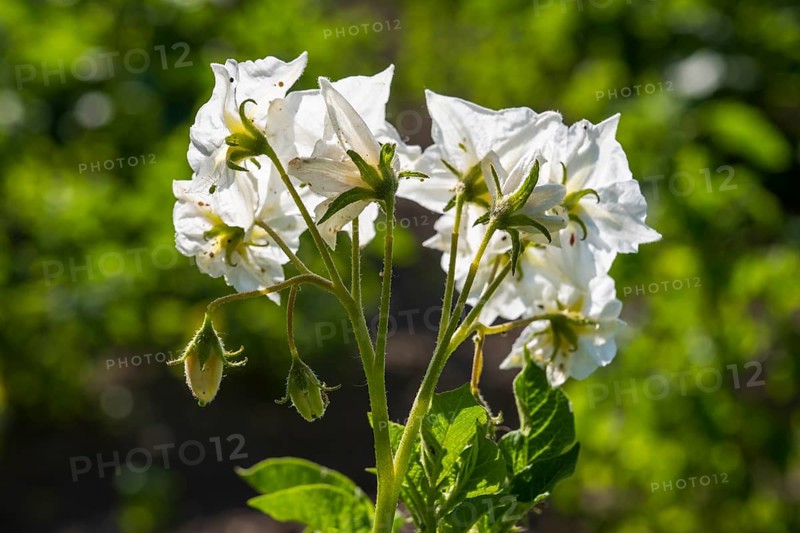 Flowering potato plant (Solanum tuberosum) in a potato field, flowering from behind, North Rhine-Westphalia, Germany