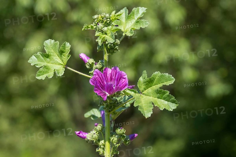 Common mallow (Malva sylvestris) with flowers, North Rhine-Westphalia, Germany