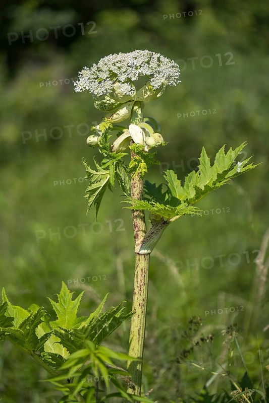 Giant hogweed (Heracleum mantegazzianum), Herculean perennial, flowering, North Rhine-Westphalia, Germany