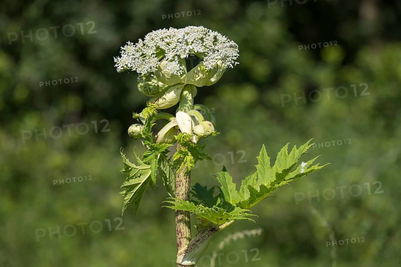 Giant hogweed (Heracleum mantegazzianum), Herculean perennial, flowering, North Rhine-Westphalia, Germany