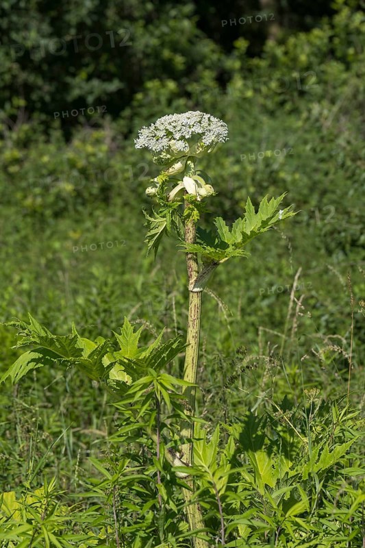 Giant hogweed (Heracleum mantegazzianum), Herculean perennial, flowering, North Rhine-Westphalia, Germany
