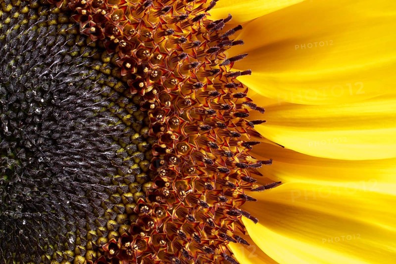 Full frame macro shot of a sunflower