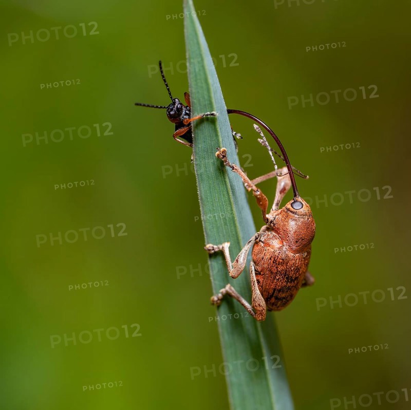 Acorn weevil with other small beetle at the top of a grass leaf