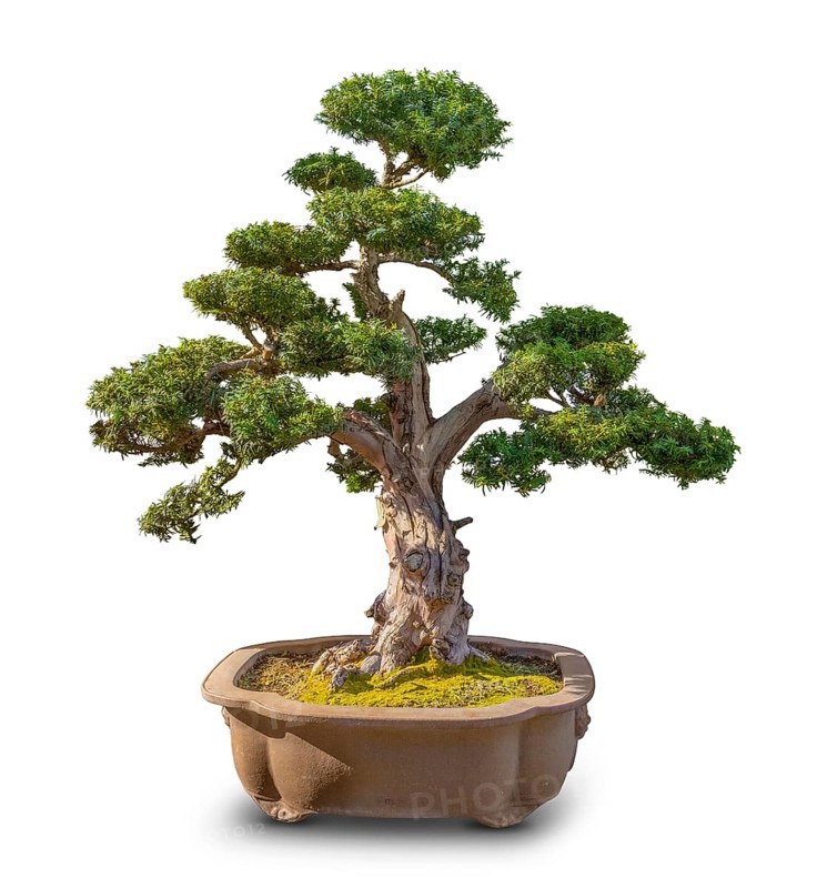 Bonsai tree in white back with shadow