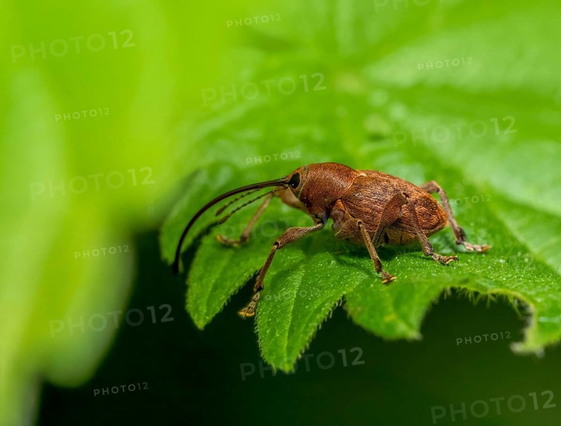 Sideways shot of a acorn weevil resting on a green leaf