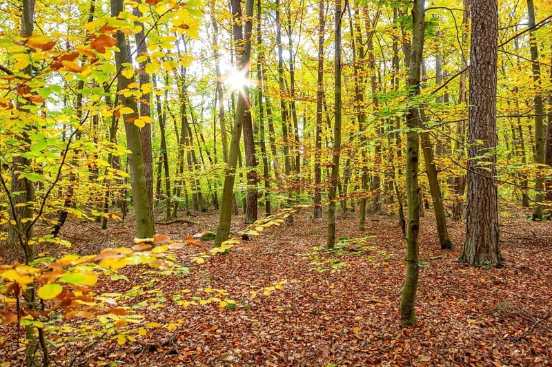 Colorful sunny autumn forest scenery seen around Hardheim, a municipality in the district of Neckar-Odenwald-Kreis in Baden-Wuerttemberg, Germany