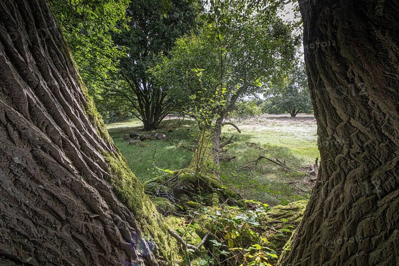 Mansenberge barrow cemetery, woodland with old English oaks (Quercus robur), Emsland, Lower Saxony, Germany
