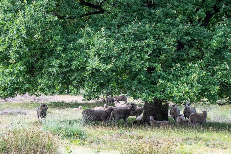 Bentheimer Landschafe (Ovis gmelini) in the burial mound Mansenberge, woodland with old English oaks (Quercus robur), Emsland, Lower Saxony, Germany