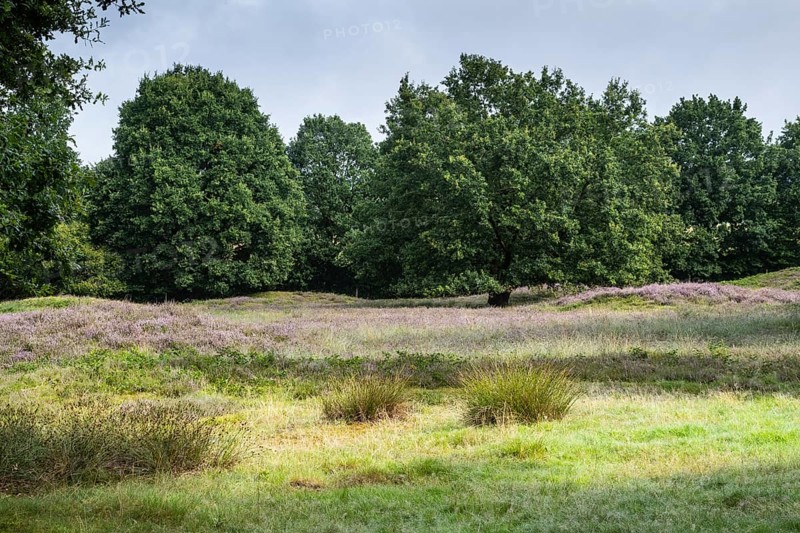 Mansenberge barrow cemetery, woodland with old English oaks (Quercus robur), Emsland, Lower Saxony, Germany