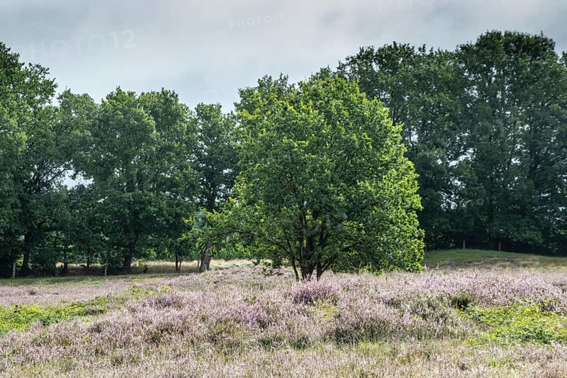 Mansenberge barrow cemetery, woodland with old English oaks (Quercus robur), Emsland, Lower Saxony, Germany