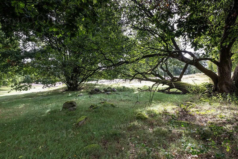 Mansenberge barrow cemetery, woodland with old English oaks (Quercus robur), Emsland, Lower Saxony, Germany